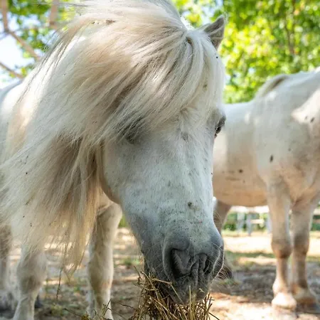 Domeniile Clos Des Colombes בית חווה